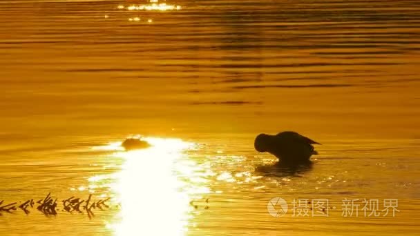 鸭子不夕阳游视频