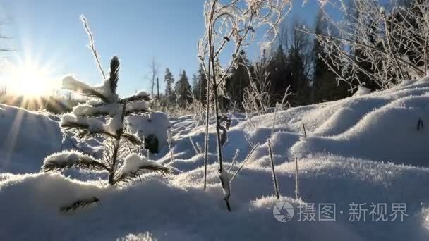 在一个阳光明媚的日子, 在立陶宛大自然中, 一棵小树被冰冻的冰雪覆盖着。慢速运动高清