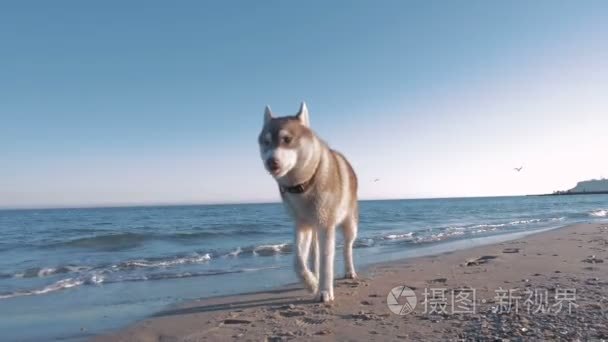 西伯利亚雪橇犬在海岸上视频