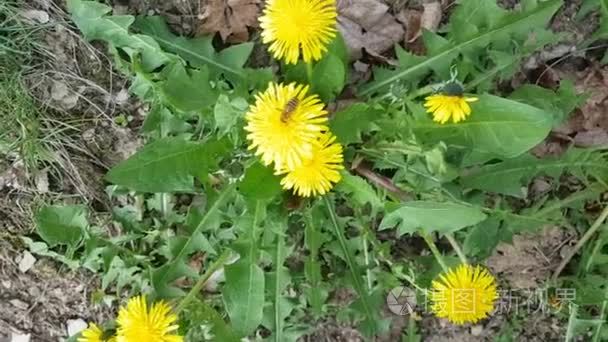 蜜蜂采集花蜜从蒲公英视频