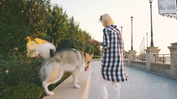 与哈士奇犬散步的女人视频