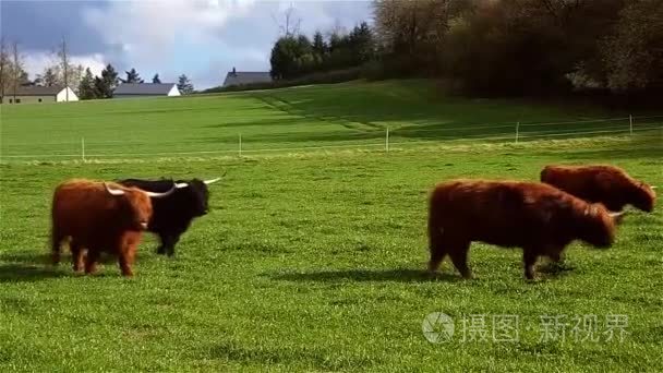 苏格兰高地牛奶牛牧场吃草视频