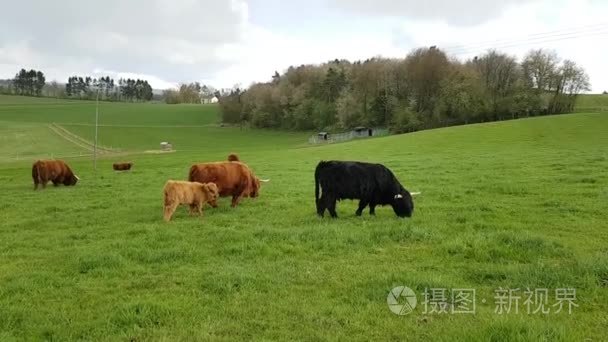 苏格兰高地牛产犊牛视频