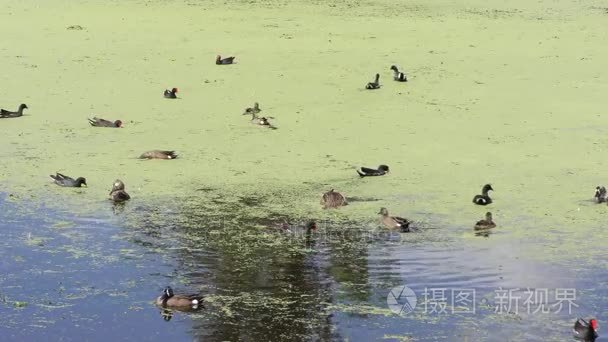 在一个池塘里涉水鸟视频