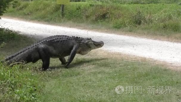 大鳄鱼过马路视频