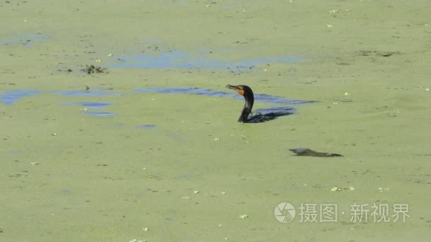 双冠鸬鹚饲料视频