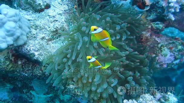 小丑鱼生活在海洋中的海葵视频