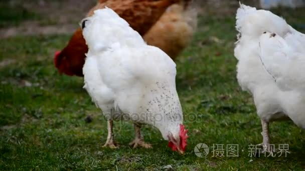 国内鸡走并且啃食绿草视频