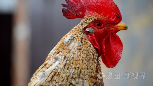 国内鸡走并且啃食绿草