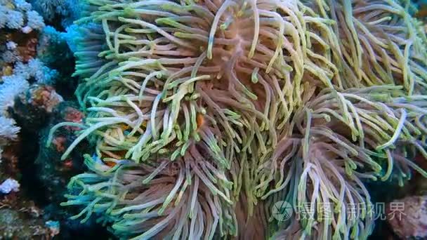 小丑鱼生活在海洋中的海葵视频