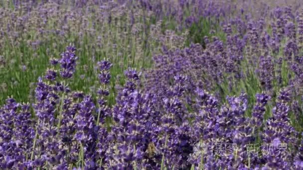 紫色花背景视频