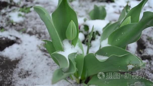 郁金香在春天白雪覆盖