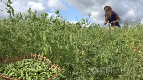 青豌豆荚与模糊的女人聚集豌豆的木制板。4 k