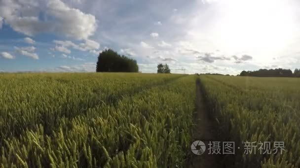 夏天的风，时间推移 4 k 年轻麦田