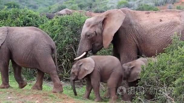 与成年女性年轻俏皮大象视频