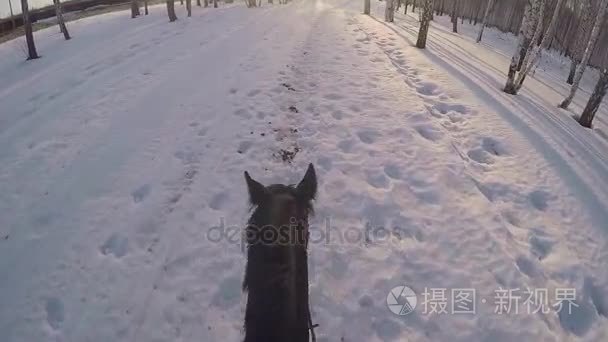 在冬天的树林里骑在马背上。在冬季森林第一人称 gopro 骑在一匹马。马在冬天上新鲜的雪，在日落时。消除对马的冬天雪木 gopr