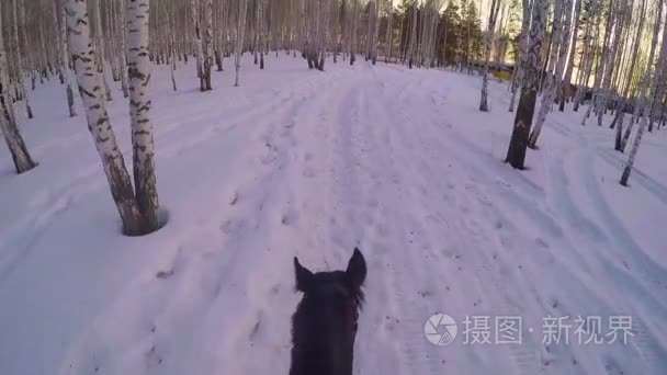 在冬天的树林里骑在马背上。在冬季森林第一人称 gopro 骑在一匹马。马在冬天上新鲜的雪，在日落时。消除对马的冬天雪木 gopr