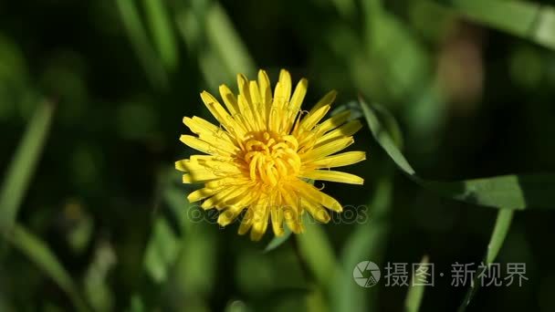 黄色的蒲公英花在花园里视频