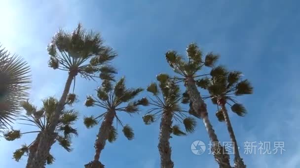 风摇棕榈树在蓝色的天空视频