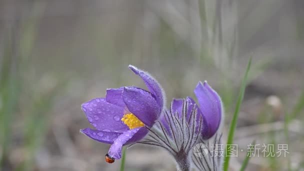 瓢虫波动上湿花