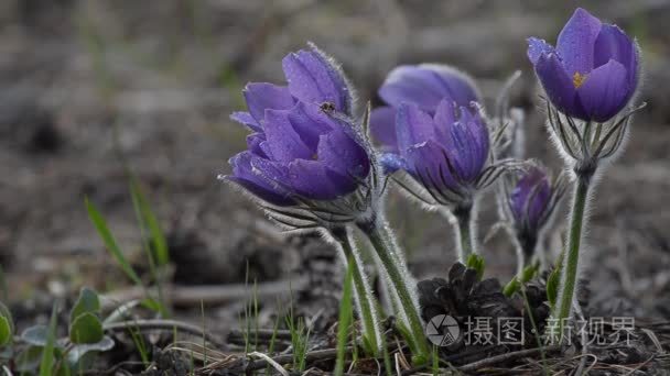 昆虫对湿花，睡眠草