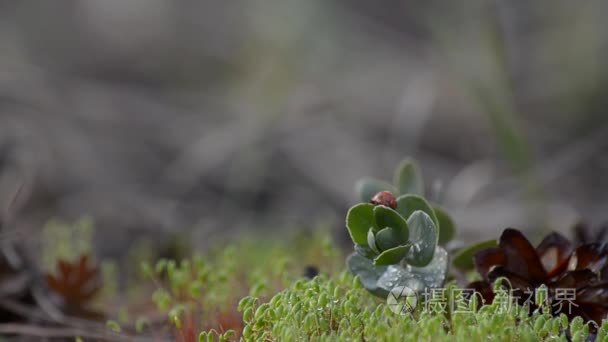 瓢虫爬在森林里的草地上