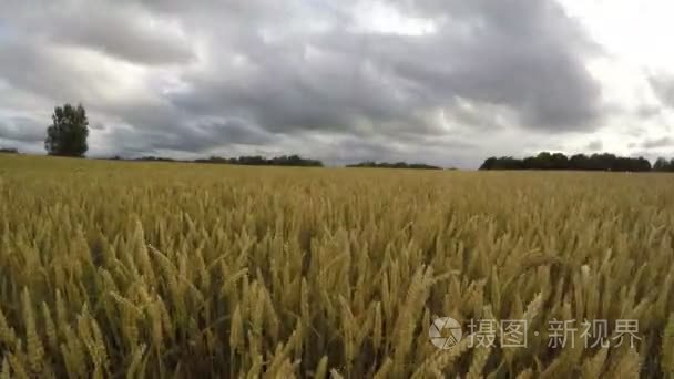 在夏天，时间推移 4 k 成熟小麦场和雨云团的运动