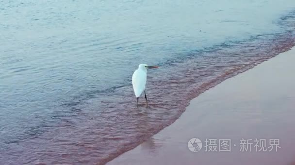 苍鹭在埃及红海边的沙滩上视频