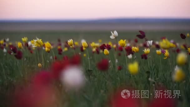 在阳光明媚的草甸上背景天空的野生郁金香。日出。草原的生活当春乃发生