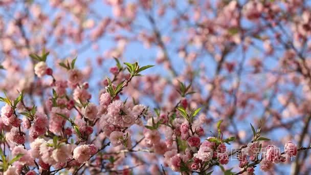 春天的樱花树的背景视频