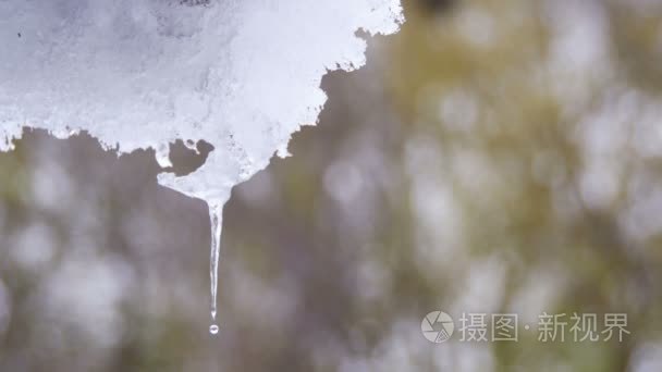 雪融化从屋顶和滴在春天