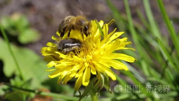 关于蒲公英的蜜蜂