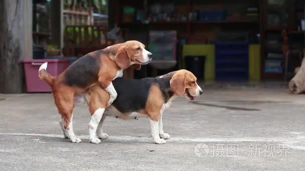 同期视频大全