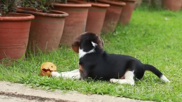 小猎犬小狗争夺玩具视频