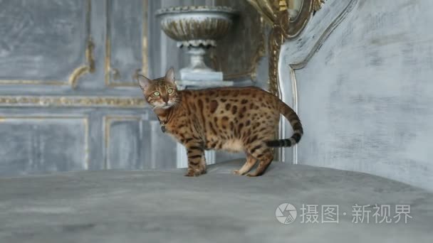 华丽只绿眼睛的猫视频