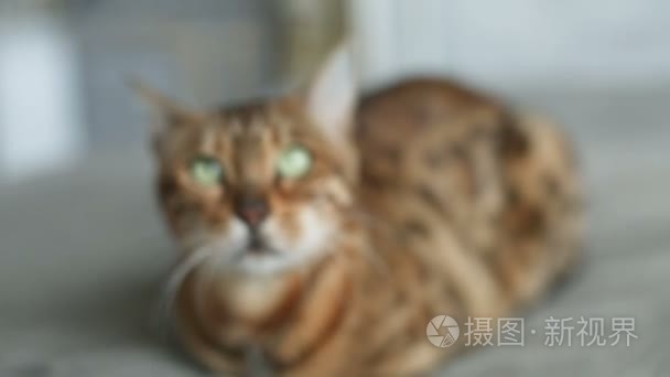 国内的孟加拉猫铺设视频