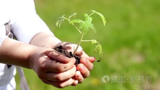 儿童手年轻植物春天绿色背景视频