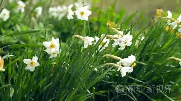 水仙花春天花朵成长和气味视频