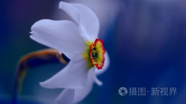 水仙花春天花朵成长和气味