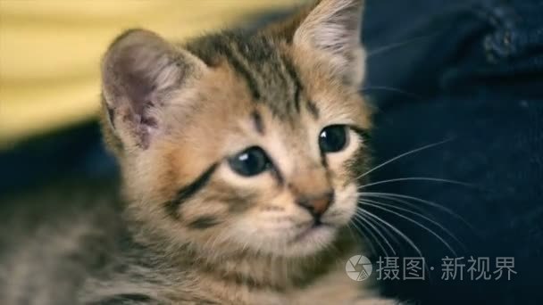 刚出生的小猫环顾四周视频