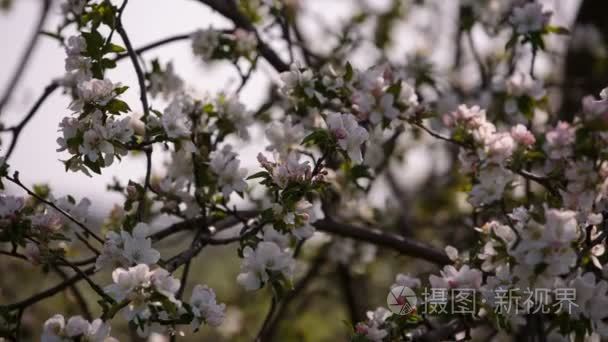 水果树仁用杏 樱桃 李子摇曳在风中的花园在春天开花分支