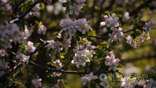 水果树仁用杏、 樱桃、 李子摇曳在风中的花园在春天开花分支