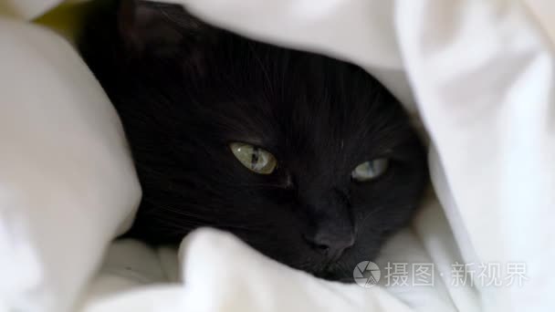 黑猫躺在温暖的毛毯包裹视频