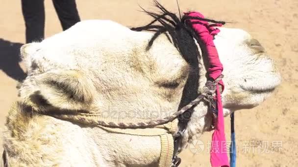 累了躺在沙滩上的骆驼视频