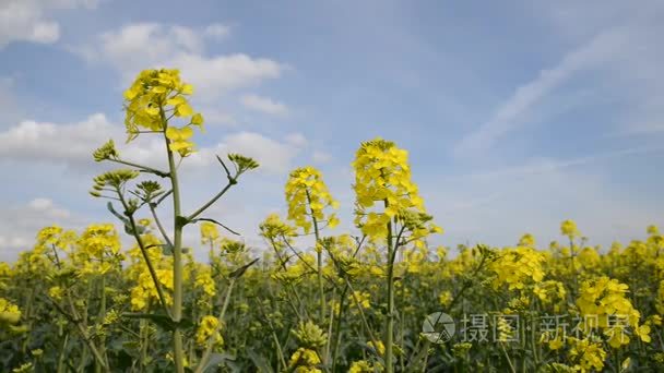 盛开的油菜花关闭视频