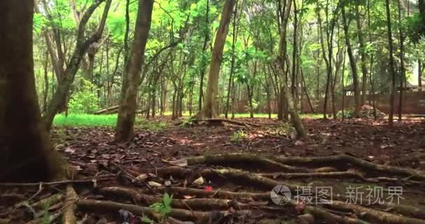绿色森林与地面上的根视频