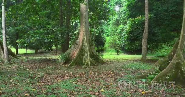 路径和目录林中的老树视频