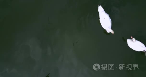 鹈鹕鸟和天鹅在湖上视频