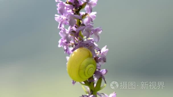 野生兰花硫磺蝴蝶视频