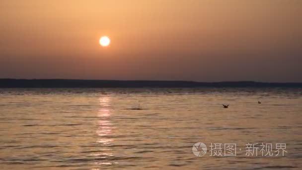 海鸥飞过湖在黄昏和俯冲入水视频